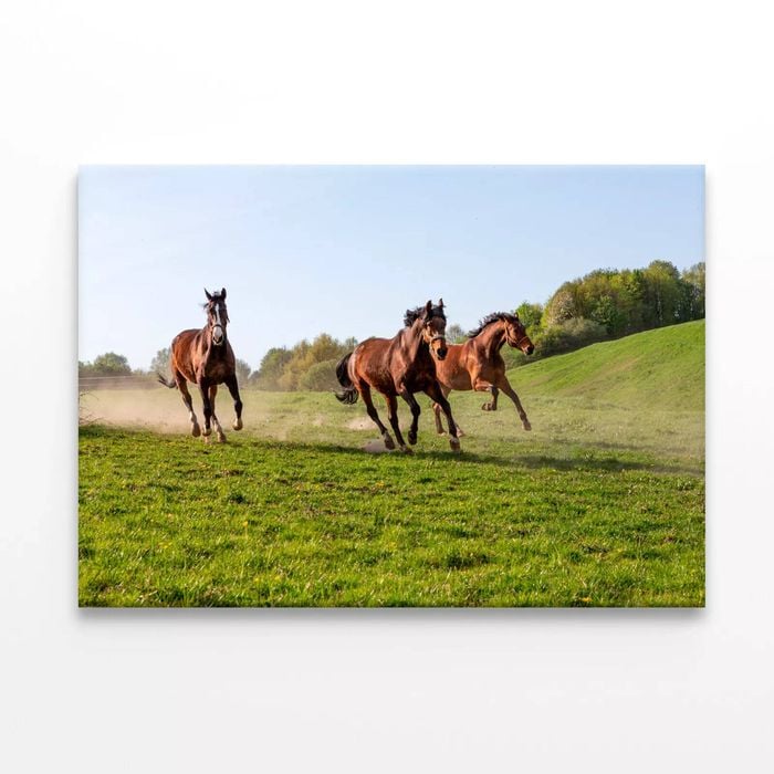 Three Horses at Full Gallop View  Print 100% Australian Made 90 x 60cm  (Stretched)