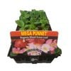 Begonia Green Leaf Mix Punnet - Begonia x semperflorens