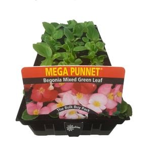 Begonia Green Leaf Mix Punnet - Begonia x semperflorens