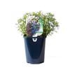 150mm Assorted Lobelia Erinus