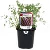 95mm Carrot Purple - Daucus carota - Super Foods