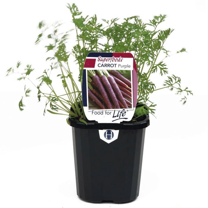 95mm Carrot Purple - Daucus carota - Super Foods