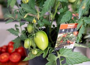 Green tomatoes on the plant with some red ones behind.