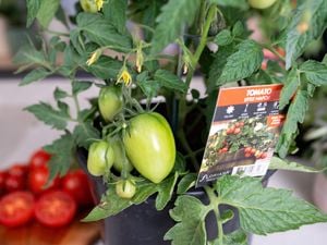 Green tomatoes on the plant with some red ones behind.