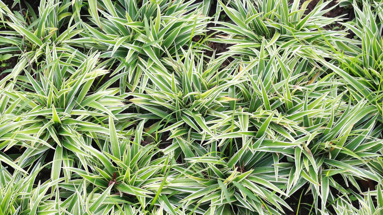 Overhead shot of a group of Carex plants growing in a garden