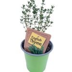 90mm English Thyme - Thymus vulgaris - Nudo Herbs