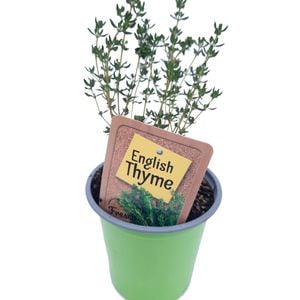 90mm English Thyme - Thymus vulgaris - Nudo Herbs