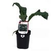95mm Kale Tuscan - Brassica oleracea - Super Foods