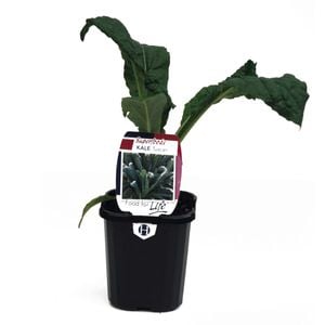 95mm Kale Tuscan - Brassica oleracea - Super Foods