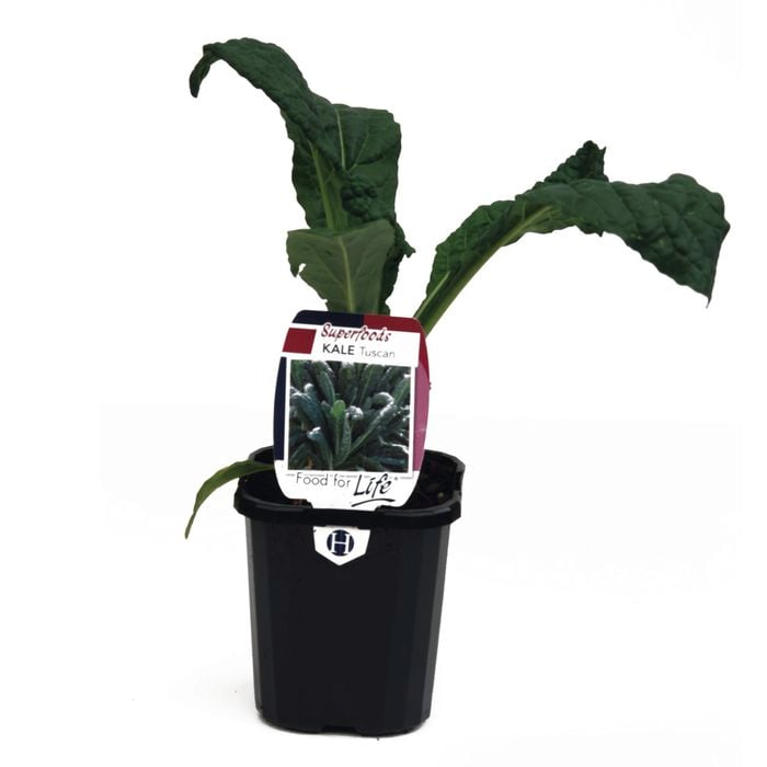 95mm Kale Tuscan - Brassica oleracea - Super Foods