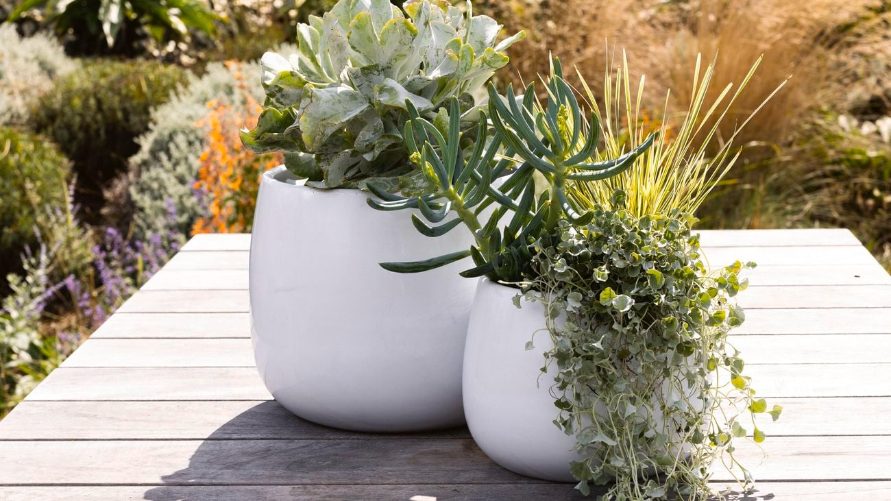 Two white drum pots filled with succulents in a backyard