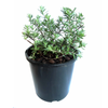 2.4L Westringia Mundi™ - Westringia fruticosa