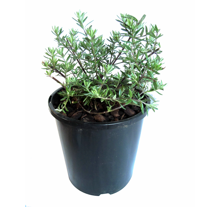 2.4L Westringia Mundi™ - Westringia fruticosa
