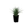 140mm Liriope - Liriope muscari Elmarco