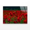 Poppy Flowers Close-up  Print 100% Australian Made 90 x 60cm  (Acrylic)