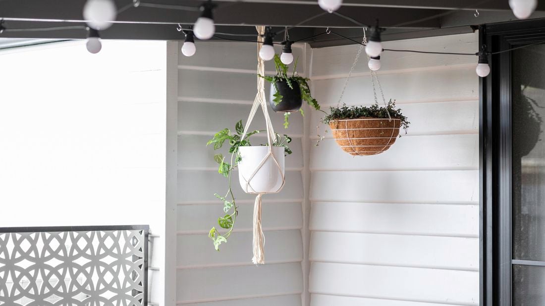 A collection of plants in hanging baskets and pots