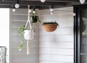 A collection of plants in hanging baskets and pots