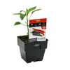 100mm Chilli Caysan - Capsicum annuum - Floriana Gourmet Gardner