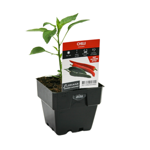 100mm Chilli Caysan - Capsicum annuum - Floriana Gourmet Gardner