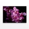 Close-Up Photo Of Orchid Flowers  Print 100% Australian Made 120 x 90cm  (Stretched)