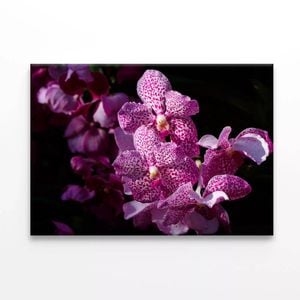 Close-Up Photo Of Orchid Flowers  Print 100% Australian Made 120 x 90cm  (Stretched)
