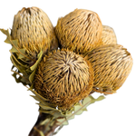 Blooms of Joy 40cm Natural Banksia Baxteri 5 Piece
