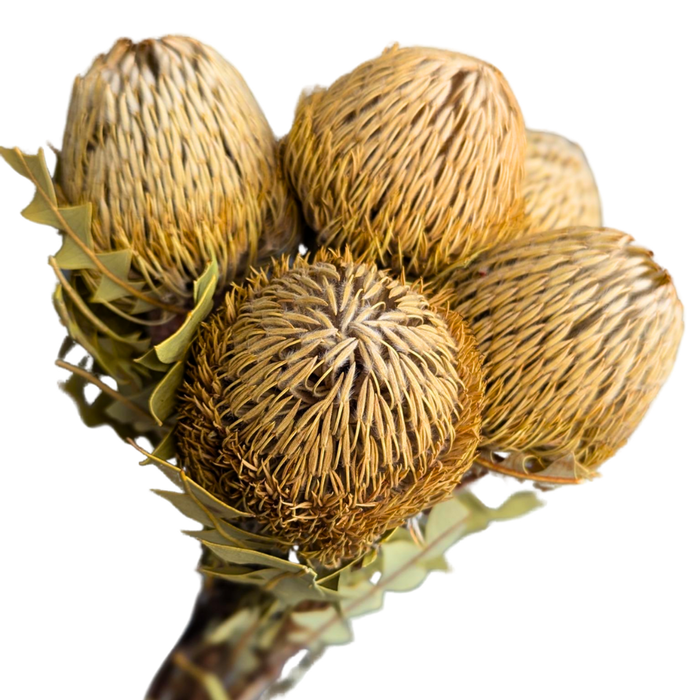 Blooms of Joy 40cm Natural Banksia Baxteri 5 Piece