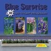 Fiesta Flower Bulbs Blue Surprise Colour Combo - 30 Bulbs