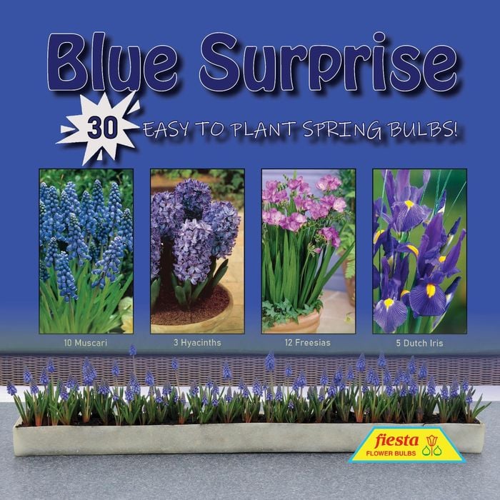 Fiesta Flower Bulbs Blue Surprise Colour Combo - 30 Bulbs