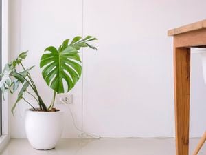 DIY Advice Image - How to grow and care for monstera. G Drive blob storage upload.