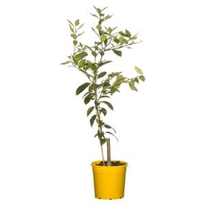 Citrus Trees