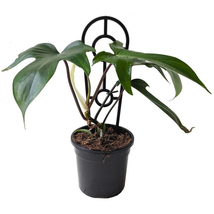 120mm Florida Philodendron - Philodendron pedatum Squamiferum