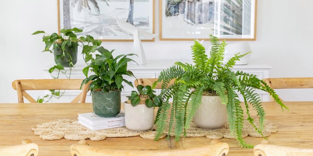 Borralheira
  16 & 20cm Sage Green & Sand Palm Indoor Plant Pot 0428719 0428717
  0428714 0428713