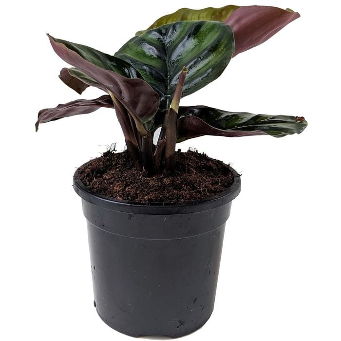 120mm Prayer Plant - Goeppertia fasciata