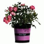 1.5L Rose Flower Carpet Pink Splash