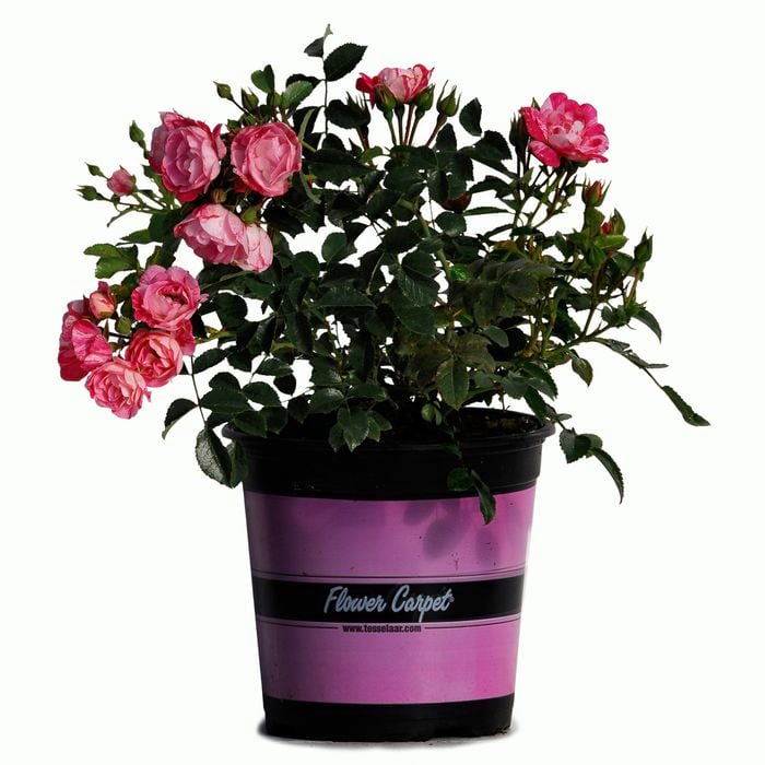 1.5L Rose Flower Carpet Pink Splash