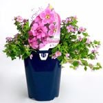 150mm  Bacopa Pink - Garden Jewel Range