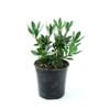 250mm Leucadendron Waterlily - Leucadendron strobilinum