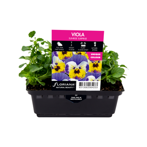  Viola Sunrise Surprise Punnet - Viola cornuta