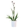 140mm Kangaroo Paw 'Bush Elegance' - Anigozanthos hybrid