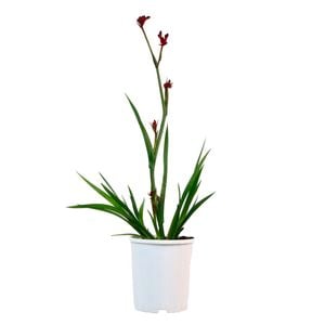 140mm Kangaroo Paw 'Bush Elegance' - Anigozanthos hybrid