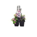 200mm Bacopa - Sutera cordata - Floweressence Range - 4 Pack