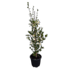 30L Camellia Setsugekka - Camellia sasanqua Setsugekka