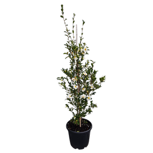 30L Camellia Setsugekka - Camellia sasanqua Setsugekka