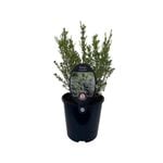 1.9L Breath Of Heaven - Diosma ericoides