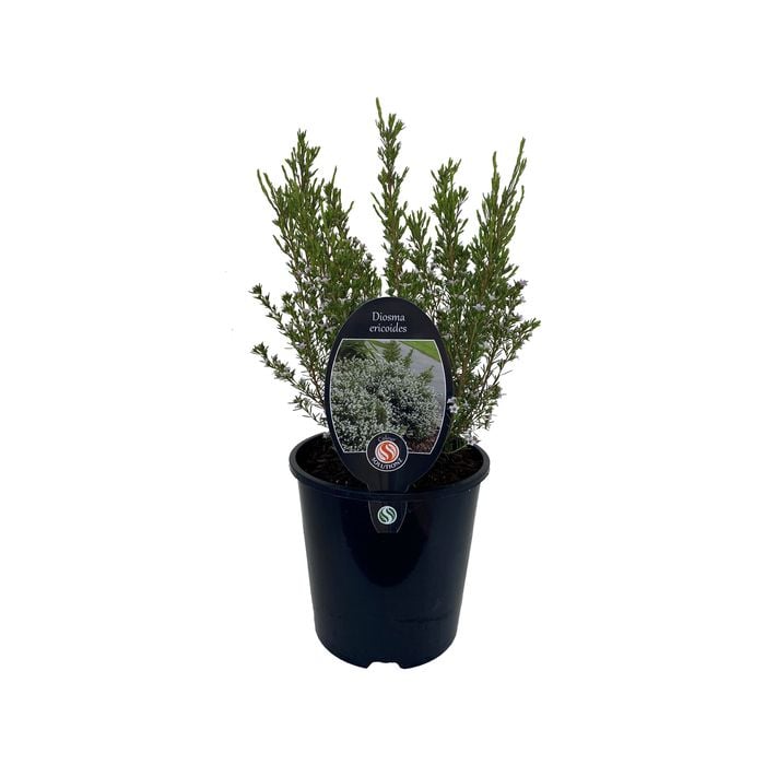 1.9L Breath Of Heaven - Diosma ericoides