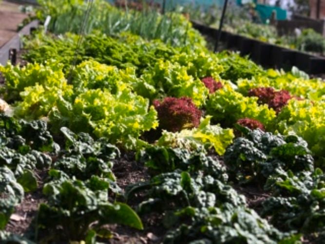 Veggie patch growing lettuce.