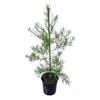 4L Podocarpus Gracilior - Afrocarpus Gracilior