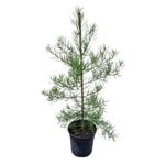 4L Podocarpus Gracilior - Afrocarpus Gracilior