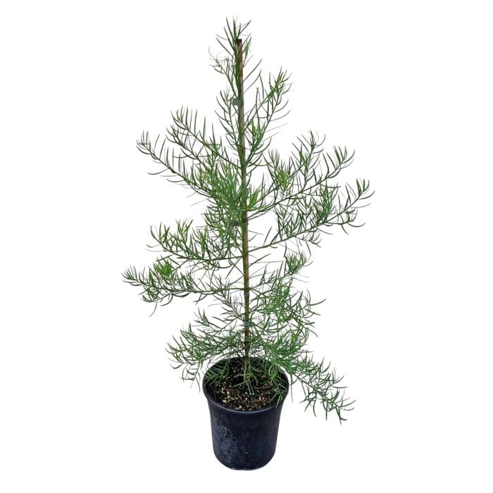4L Podocarpus Gracilior - Afrocarpus Gracilior
